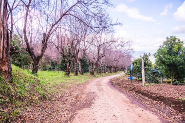 Chiangmai, Tayland 'da kiraz çiçeği parkı..