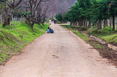 Chiangmai, Tayland 'da kiraz çiçeği parkı..