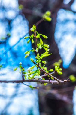 Kiraz Çiçeklerinin Kapanışı, Tayland.