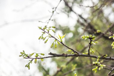 Kiraz Çiçeklerinin Kapanışı, Tayland.