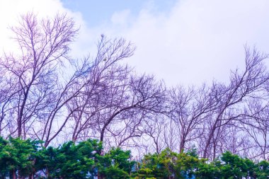 Chiangmai, Tayland 'da kiraz çiçeği parkı..