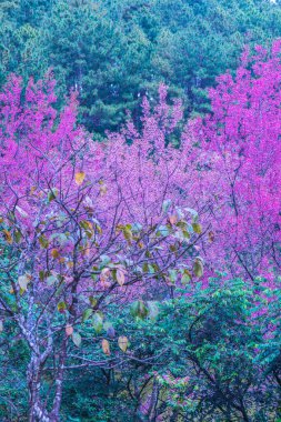 Tayland 'da Pembe Sakura Çiçekleri.