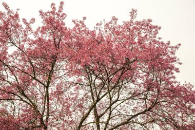 Tayland 'da Pembe Sakura Çiçekleri.