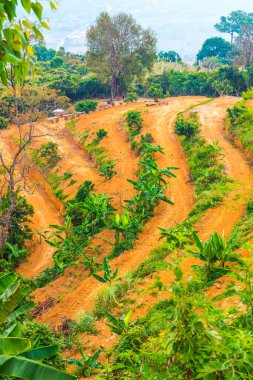 Phu Langka Ulusal Parkı, Tayland Güzel Manzarası.