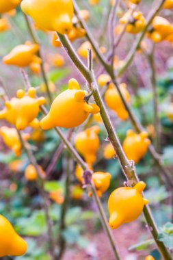 Bitki üzerinde meme ya da meme ucu meyvesi, Tayland.