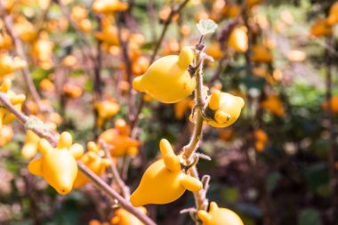 Bitki üzerinde meme ya da meme ucu meyvesi, Tayland.