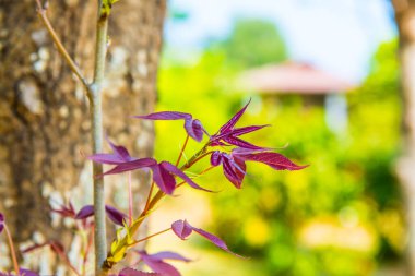 Akçaağaç yaprakları parkta, Tayland 'da.