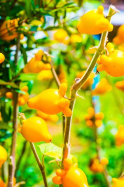 Bitki üzerinde meme meyvesi, Tayland.