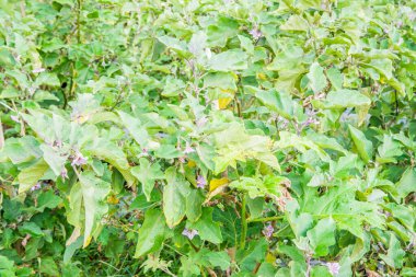 Sebze tarlasında patlıcan ağacı, Tayland.