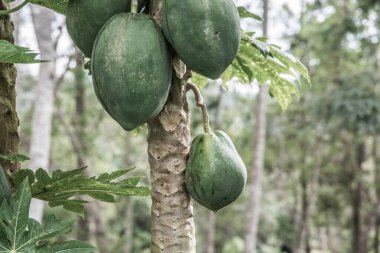 Ağaçta Papaya meyveleri, Tayland.