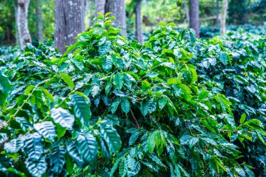 Tayland 'da bir kahve çiftliği..