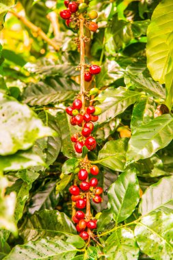 Ağaçta kahve çekirdeği, Tayland.