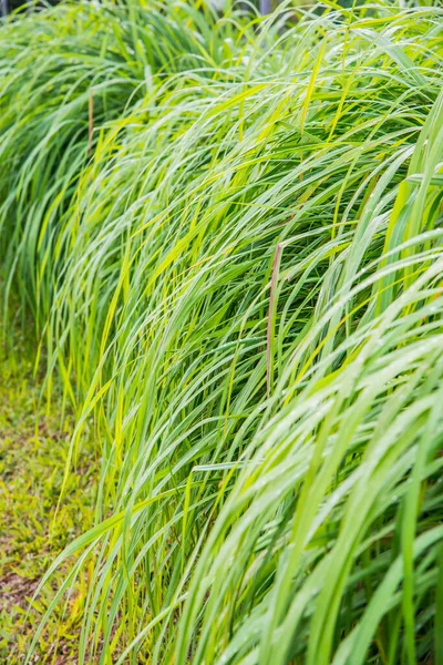 Vetiver Çimeni, Tayland.