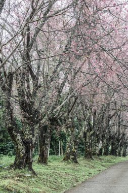 Wild Himalayan Cherry in Khun Wang royal project, Thailand.