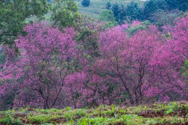 Wild Himalayan Cherry in Khun Wang royal project, Thailand.