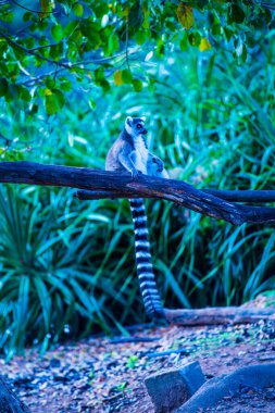 Tayland, Tayland 'da lemuru takip etmiş..