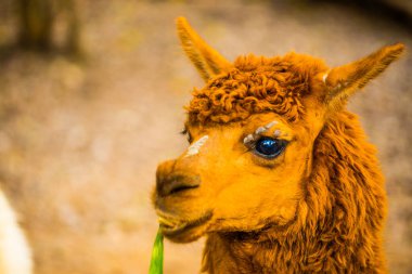 Tayland 'da Brown Alpaca Vicugna paketleri.