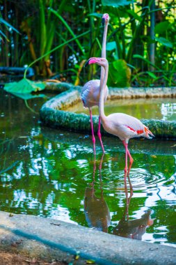 Tayland 'da daha büyük flamingo.