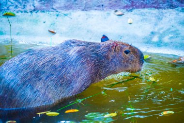 Tayland 'da Capybara.