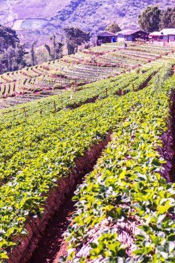 Çilek tarlası Doi Ang Khang, Tayland.