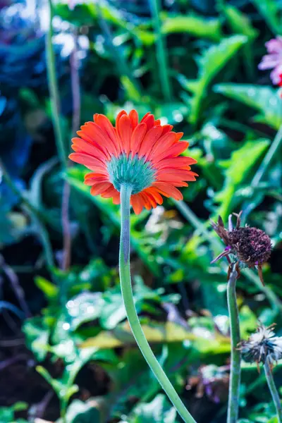 Tayland, Gerbera çiçeğine yakın..