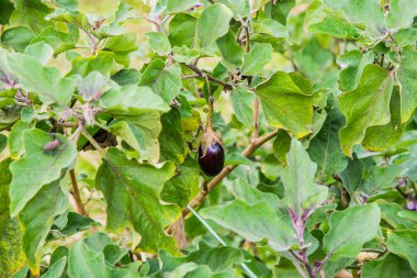 Patlıcan meyvesi ağaçta, Tayland.