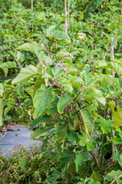 Tayland 'da tarımsal alanda patlıcan ağacı.