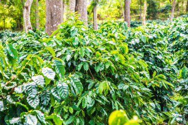 Tayland 'da bir kahve çiftliği..