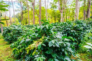 Tayland 'da bir kahve çiftliği..