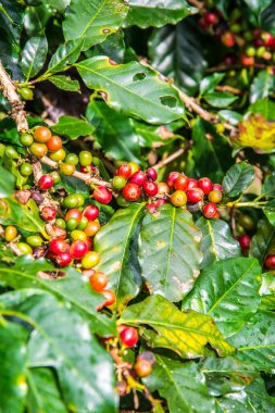 Ağaçta kahve çekirdeği, Tayland.