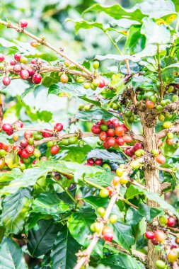 Ağaçta kahve çekirdeği, Tayland.