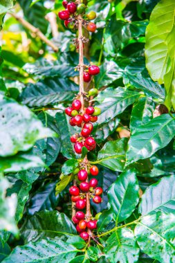 Ağaçta kahve çekirdeği, Tayland.