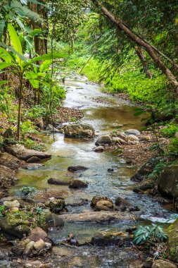 Tayland 'daki Mork Fa şelalesinde küçük bir kanal..