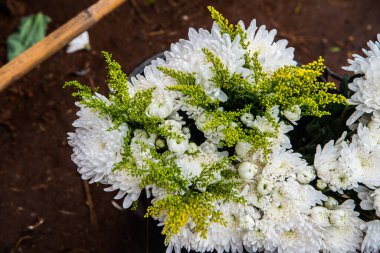 Tapmak için beyaz çiçekler, Tayland.