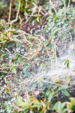 Sabah çiğ taneli örümcek ağı, Tayland.