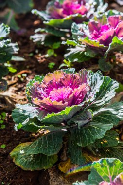 Tayland 'da, parkta süslü lahana..