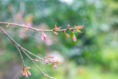 Genç Kiraz Çiçeklerinin Kapanışı, Tayland.