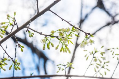 Kiraz Çiçeklerinin Kapanışı, Tayland.