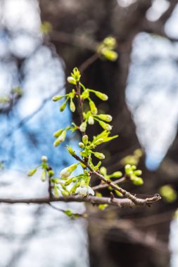 Kiraz Çiçeklerinin Kapanışı, Tayland.