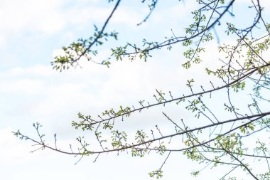 Kiraz Çiçeklerinin Kapanışı, Tayland.
