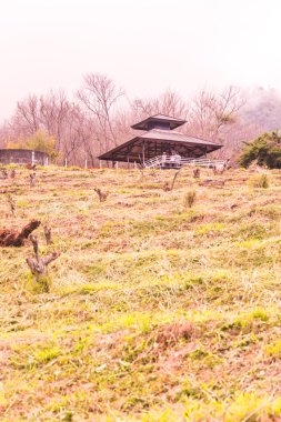 Chiangmai, Tayland 'da kiraz çiçeği parkı..