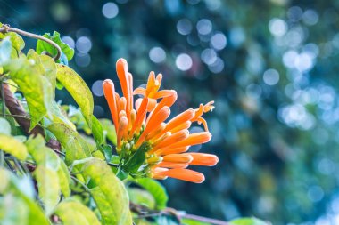 Parkta turuncu trompet çiçekleri, Tayland.