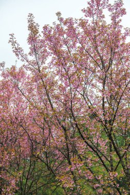 Tayland 'da Pembe Sakura Çiçekleri.