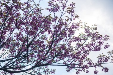 Tayland 'da Pembe Sakura Çiçekleri.
