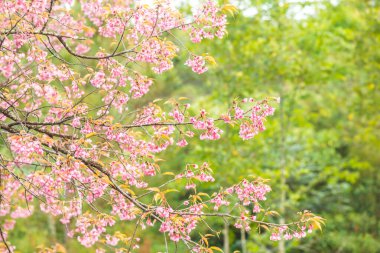 Tayland 'da Pembe Sakura Çiçekleri.