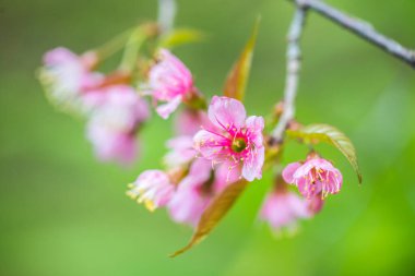 Tayland 'da Pembe Sakura Çiçekleri.