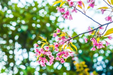 Tayland 'da Pembe Sakura Çiçekleri.