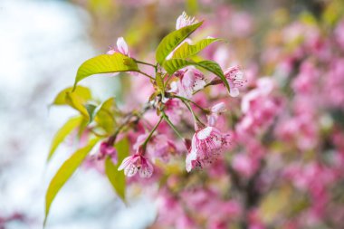Tayland 'da Pembe Sakura Çiçekleri.