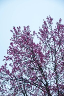 Tayland 'da Pembe Sakura Çiçekleri.