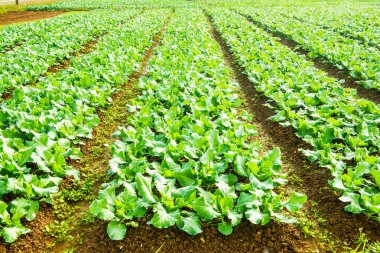 Sebze bahçesinde yeşil Çin lahanası, Tayland.